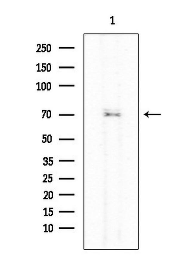 Phospho-KIZUNA (Thr379) Antibody in Western Blot (WB)