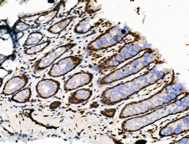 Phospho-DUSP16 (Ser446) Antibody in Immunohistochemistry (Paraffin) (IHC (P))