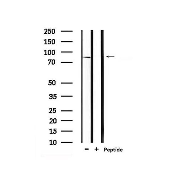 Phospho-MLK3 (Ser674) Antibody in Western Blot (WB)