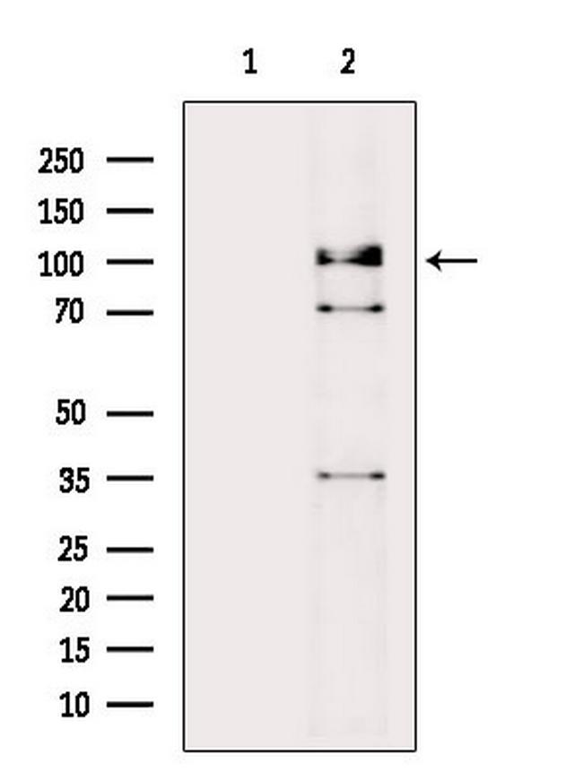 Phospho-Mdm2 (Tyr394) Antibody in Western Blot (WB)