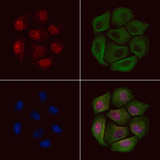 Phospho-PRC1 (Thr481) Antibody in Immunocytochemistry (ICC/IF)