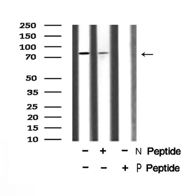 Phospho-Mre11 (Ser676) Antibody in Western Blot (WB)