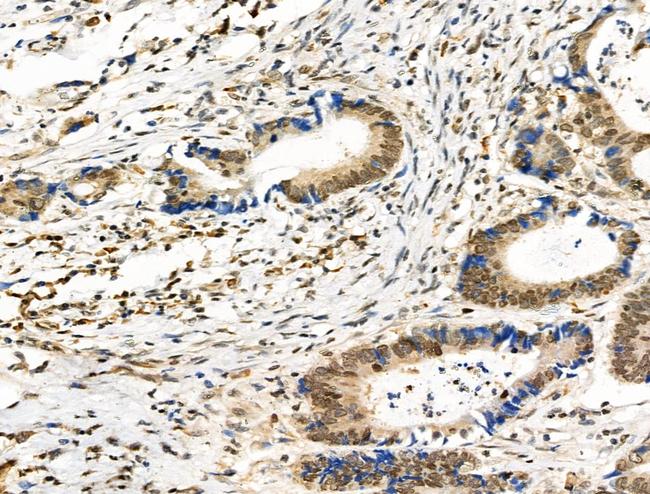 Phospho-SMC3 (Ser1083) Antibody in Immunohistochemistry (Paraffin) (IHC (P))