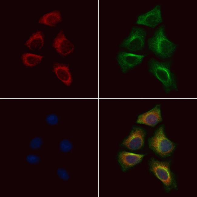 Phospho-PDHA1/PDHA2 (Ser293, Ser291) Antibody in Immunocytochemistry (ICC/IF)