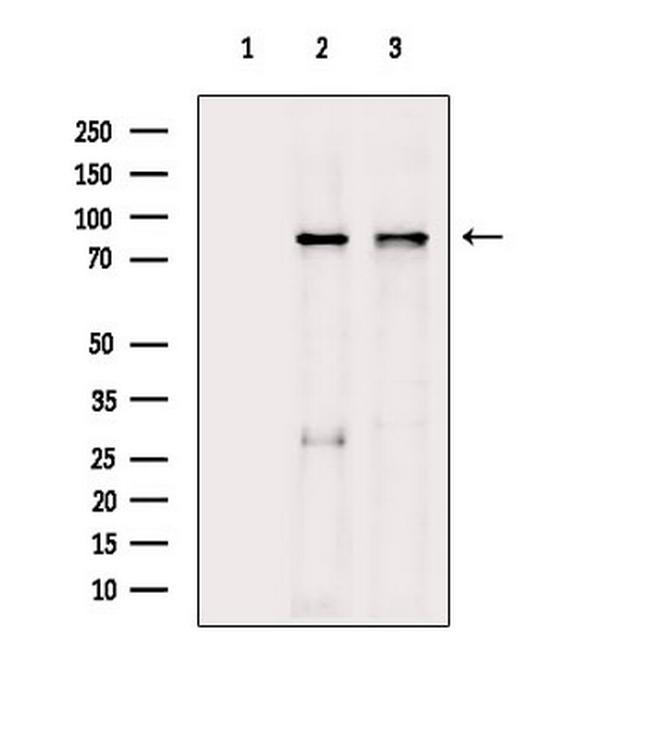 DYRK1A/DYRK1B Antibody in Western Blot (WB)