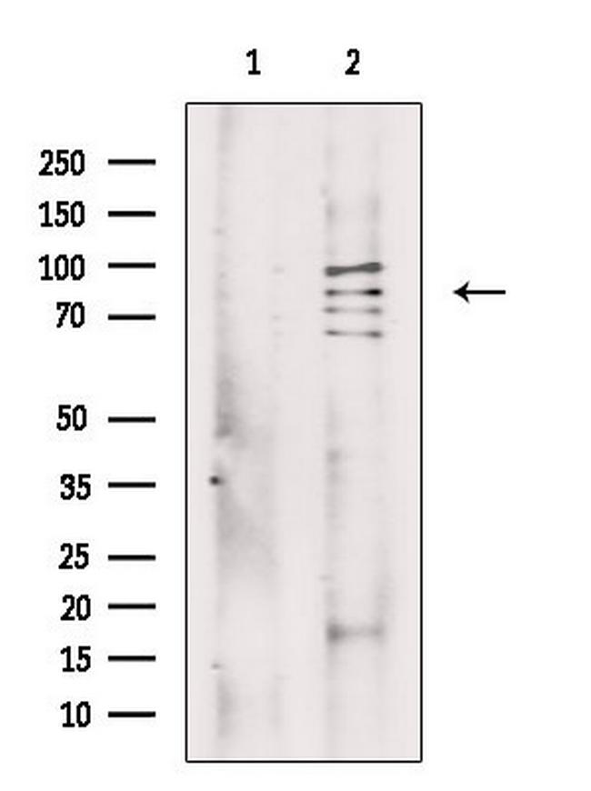 MSK2 Antibody in Western Blot (WB)