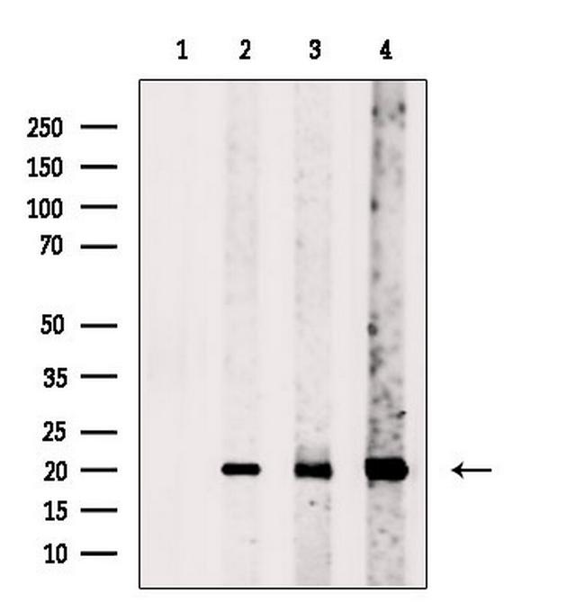 TIMM23 Antibody in Western Blot (WB)