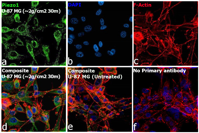 PIEZO1 Antibody in Immunocytochemistry (ICC/IF)