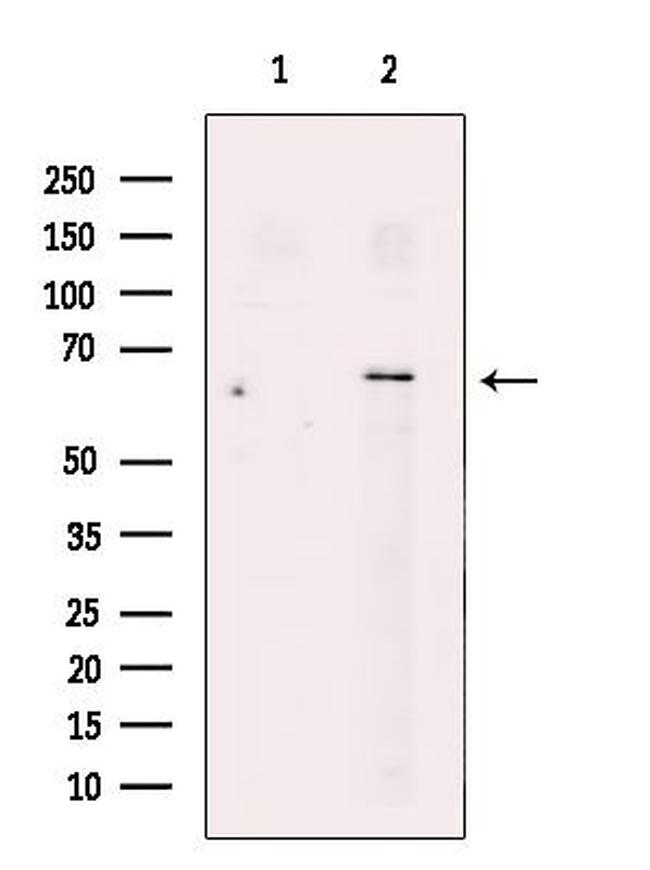 SLC30A7 Antibody in Western Blot (WB)