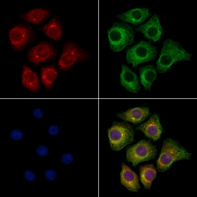 OGDH Antibody in Immunocytochemistry (ICC/IF)