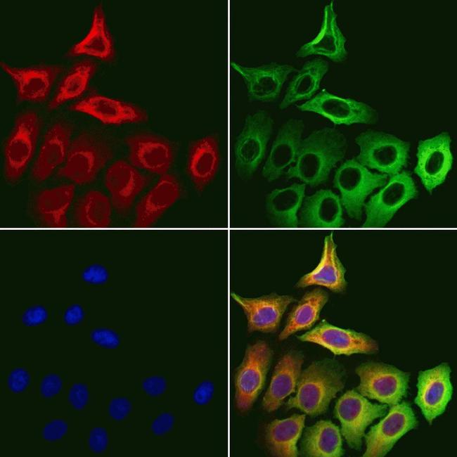 MICAL1 Antibody in Immunocytochemistry (ICC/IF)