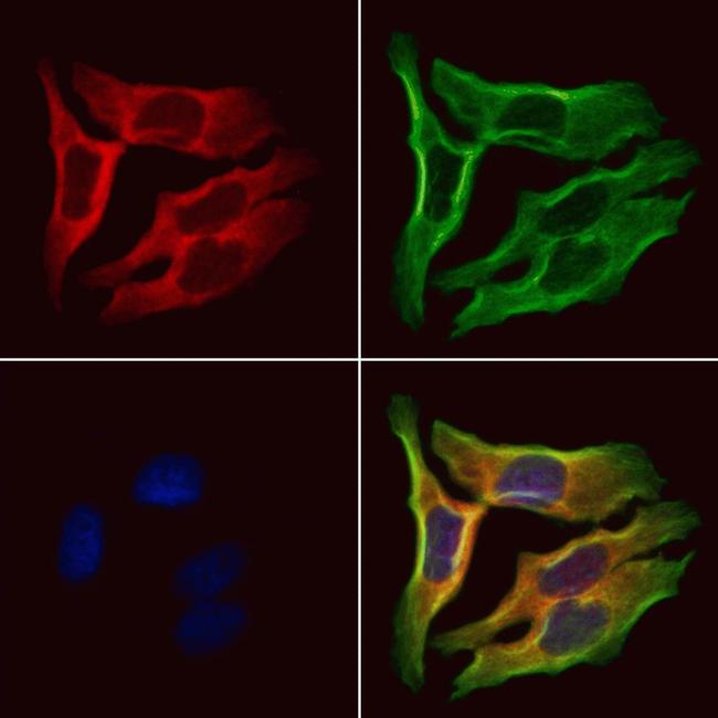 GSTA4 Antibody in Immunocytochemistry (ICC/IF)