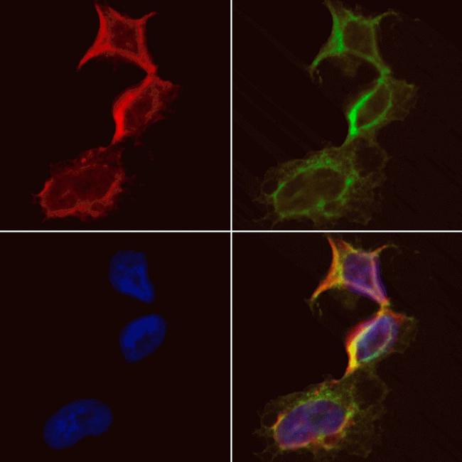 CKMT1A Antibody in Immunocytochemistry (ICC/IF)