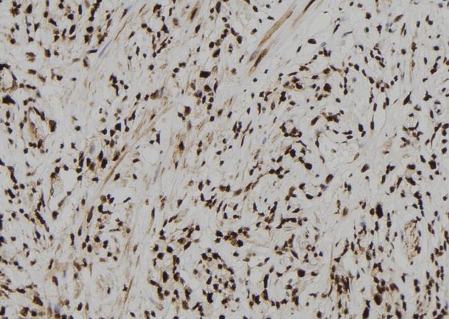 CPSF4 Antibody in Immunohistochemistry (Paraffin) (IHC (P))