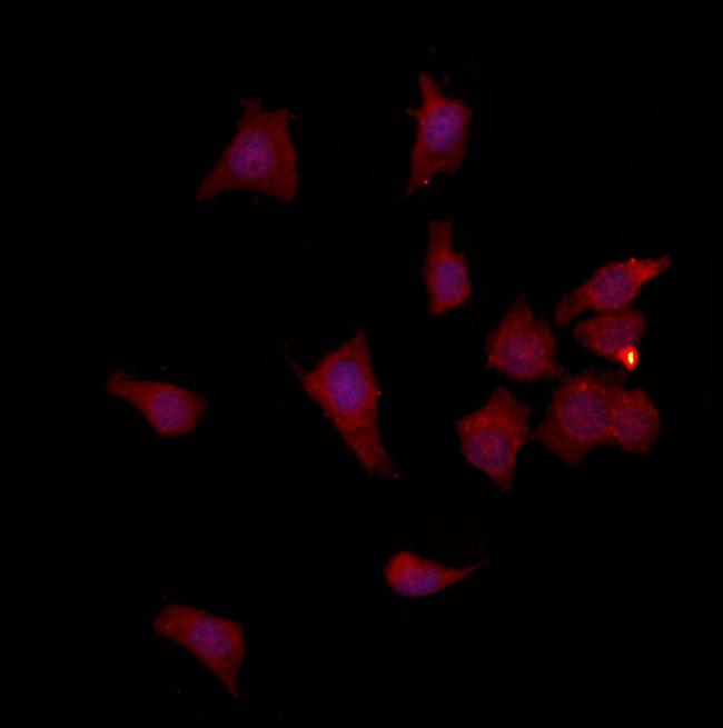 FAM96B Antibody in Immunocytochemistry (ICC/IF)