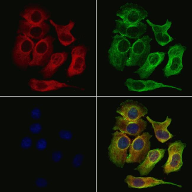 MYO18A Antibody in Immunocytochemistry (ICC/IF)