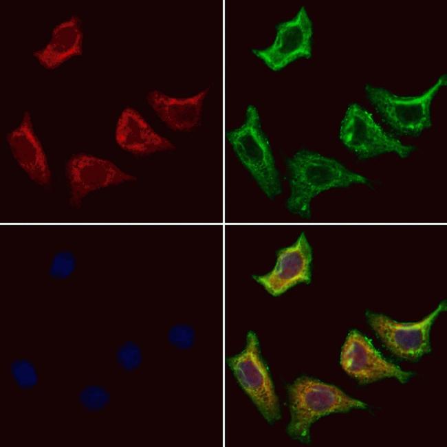 NDUFS7 Antibody in Immunocytochemistry (ICC/IF)