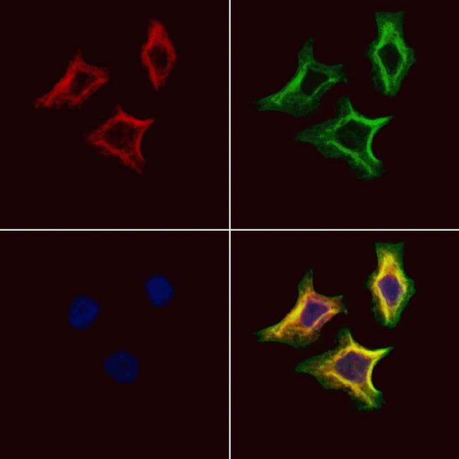 STC2 Antibody in Immunocytochemistry (ICC/IF)