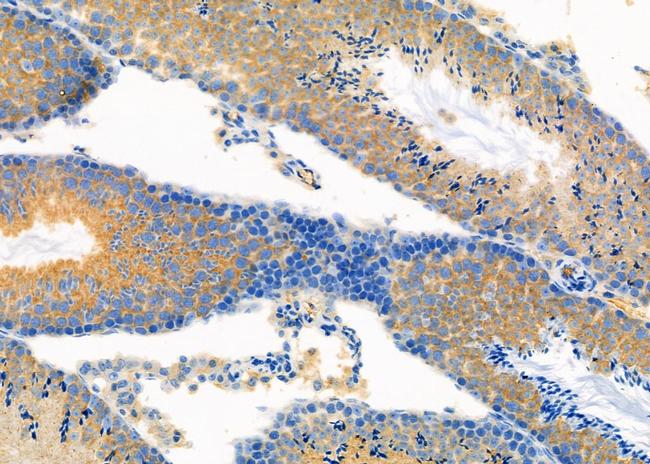 EGFL7 Antibody in Immunohistochemistry (Paraffin) (IHC (P))