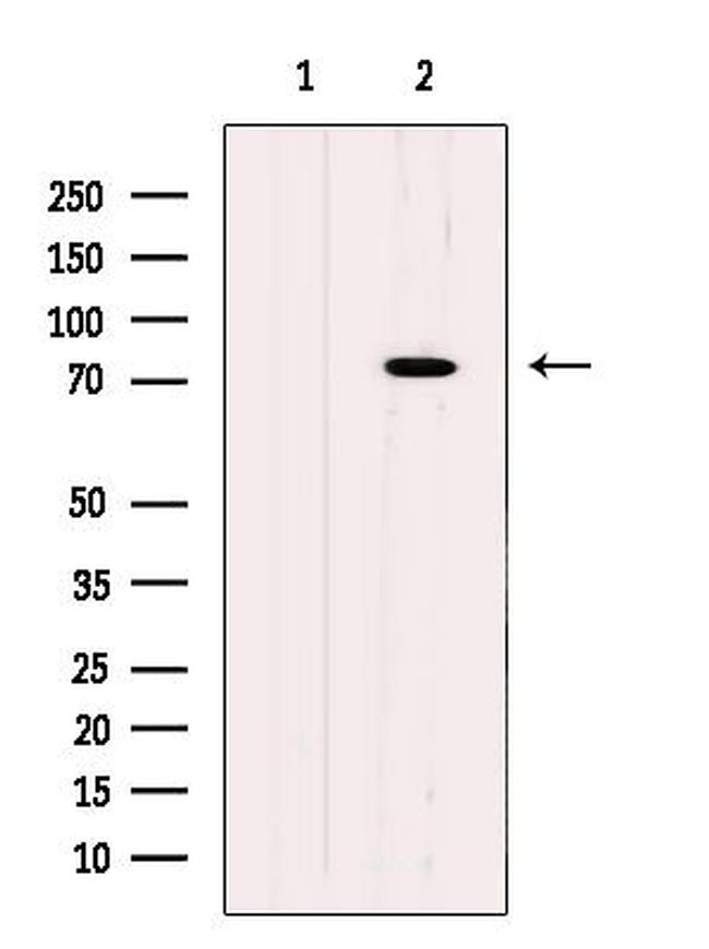 HBS1L Antibody in Western Blot (WB)