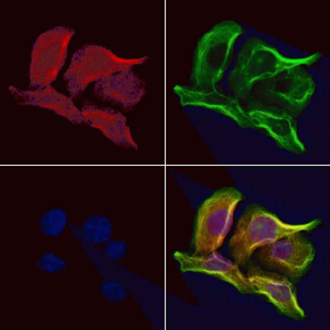 OPA3 Antibody in Immunocytochemistry (ICC/IF)