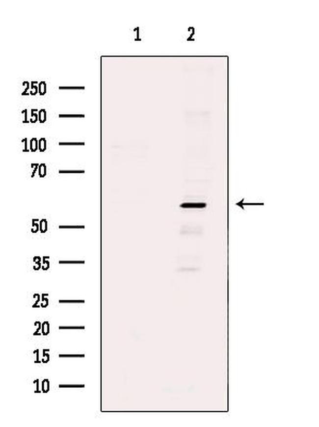 PPAN Antibody in Western Blot (WB)