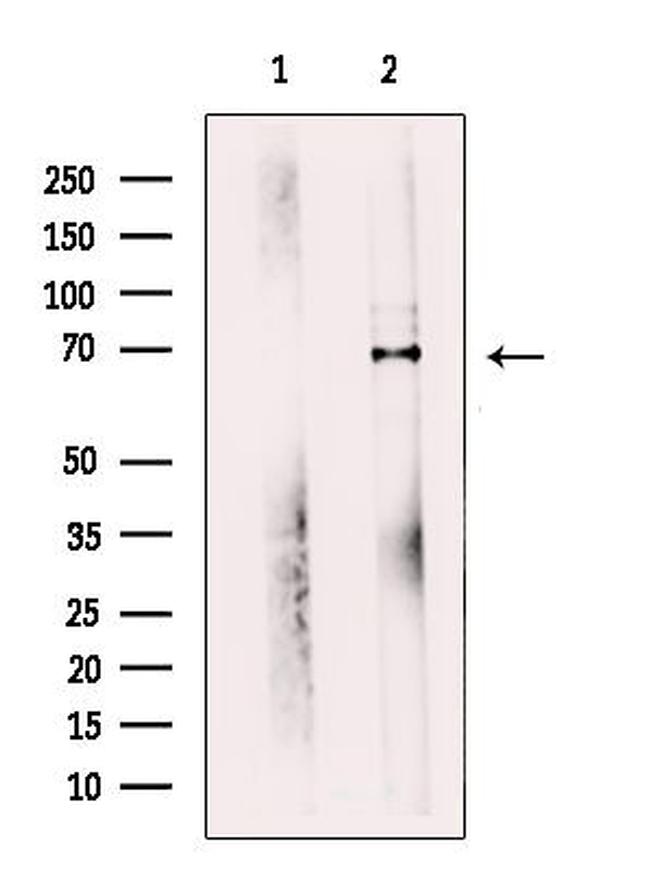 WDR1 Antibody in Western Blot (WB)