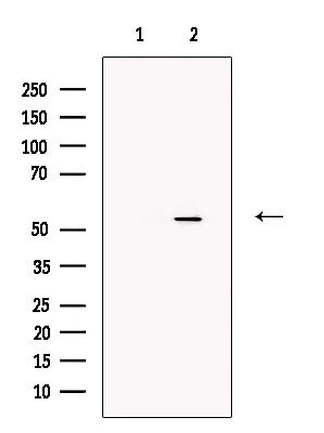 STEAP4 Antibody in Western Blot (WB)