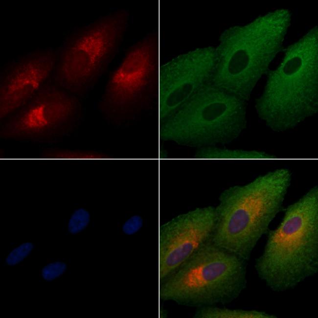 DUSP9 Antibody in Immunocytochemistry (ICC/IF)