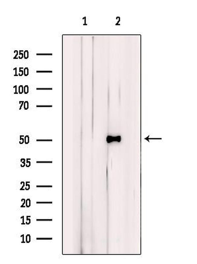 BHLHE41 Antibody in Western Blot (WB)