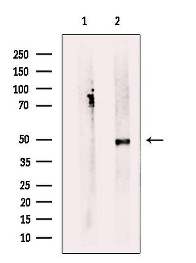 SERC1 Antibody in Western Blot (WB)