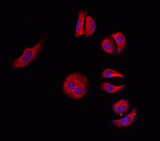 14-3-3 gamma Antibody in Immunocytochemistry (ICC/IF)