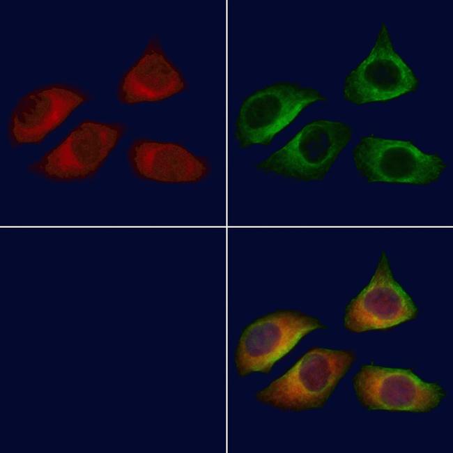 MRPL13 Antibody in Immunocytochemistry (ICC/IF)