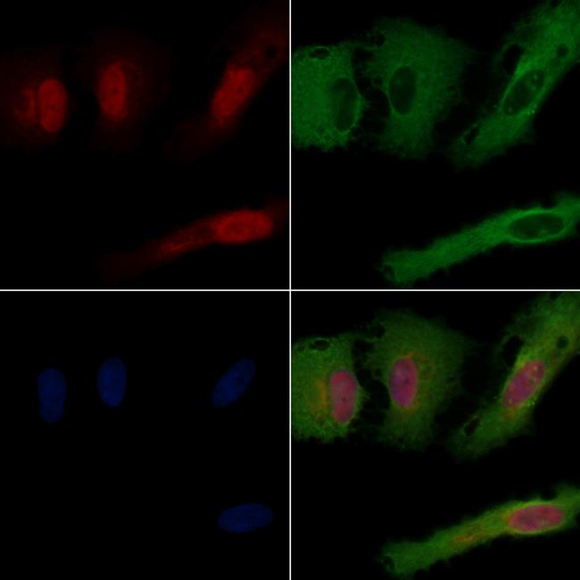 RNF111 Antibody in Immunocytochemistry (ICC/IF)