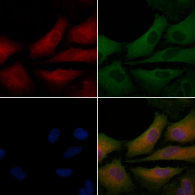 MGST2 Antibody in Immunocytochemistry (ICC/IF)