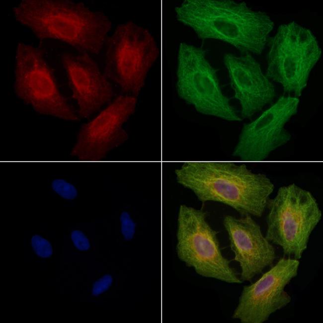 MRPL3 Antibody in Immunocytochemistry (ICC/IF)