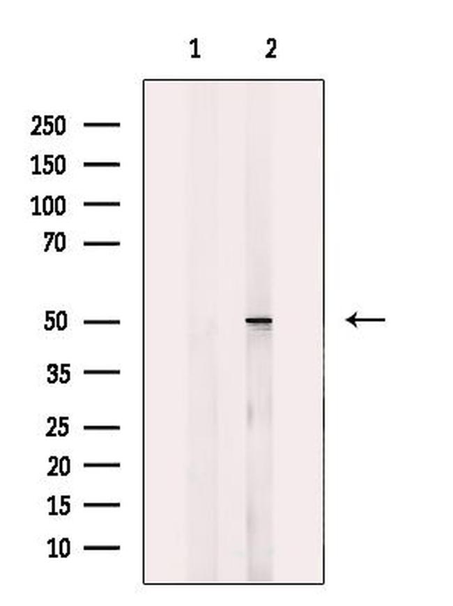 NARFL Antibody in Western Blot (WB)