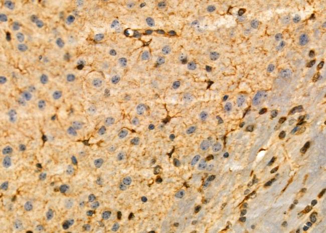 KCNH3 Antibody in Immunohistochemistry (Paraffin) (IHC (P))