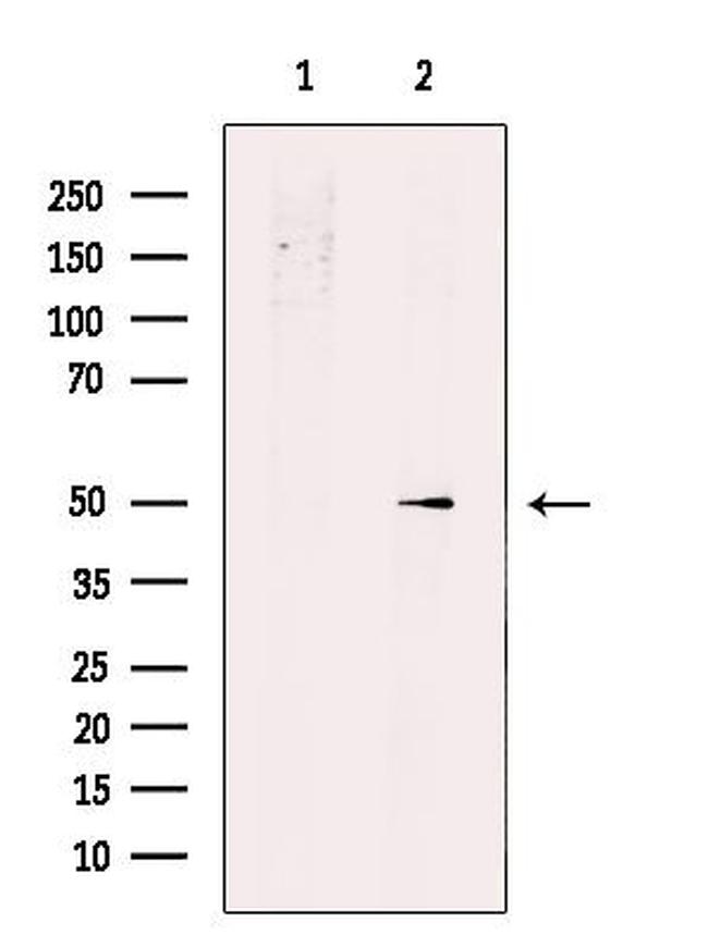 PHAX Antibody in Western Blot (WB)