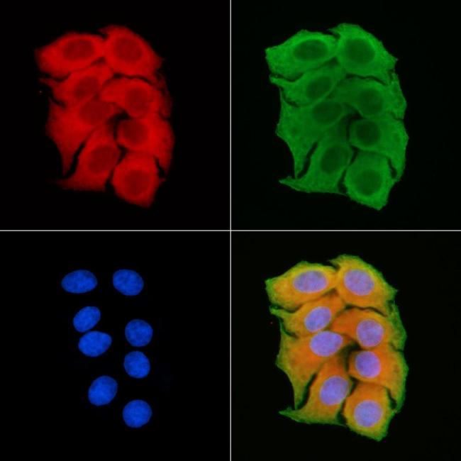 SLC9A7 Antibody in Immunocytochemistry (ICC/IF)