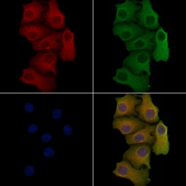 CD298 Antibody in Immunocytochemistry (ICC/IF)