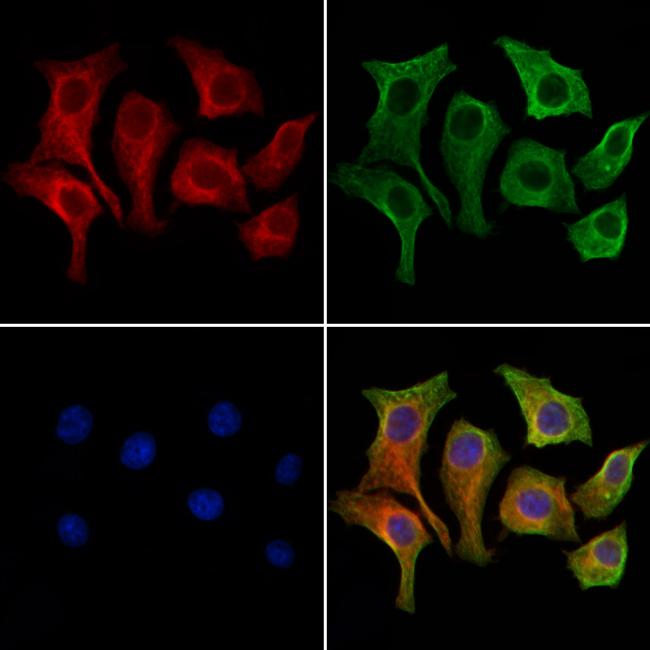 OATP2 Antibody in Immunocytochemistry (ICC/IF)