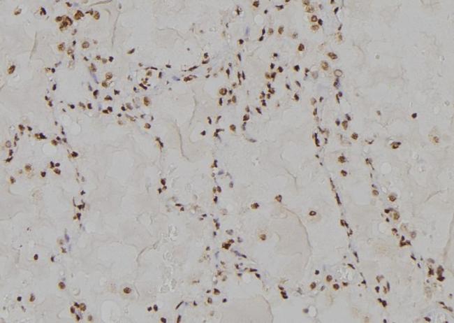 USP13 Antibody in Immunohistochemistry (Paraffin) (IHC (P))