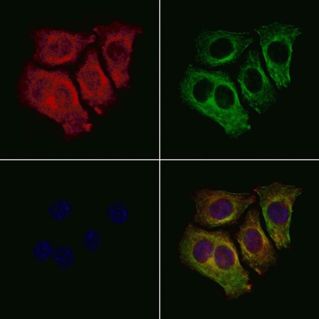 SLC39A7 Antibody in Immunocytochemistry (ICC/IF)