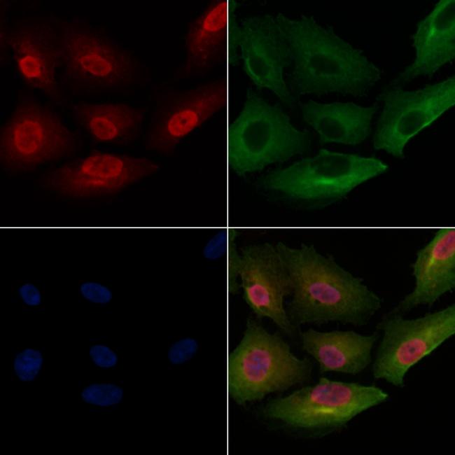 DUSP10 Antibody in Immunocytochemistry (ICC/IF)