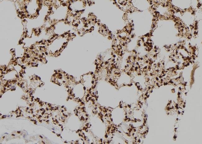 BAG4 Antibody in Immunohistochemistry (Paraffin) (IHC (P))