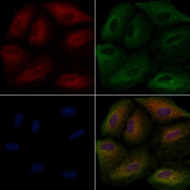 CD205 Antibody in Immunocytochemistry (ICC/IF)