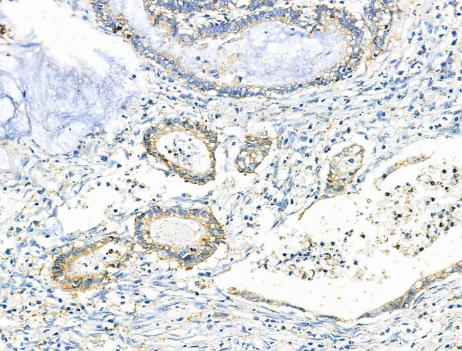 EDG2 Antibody in Immunohistochemistry (Paraffin) (IHC (P))