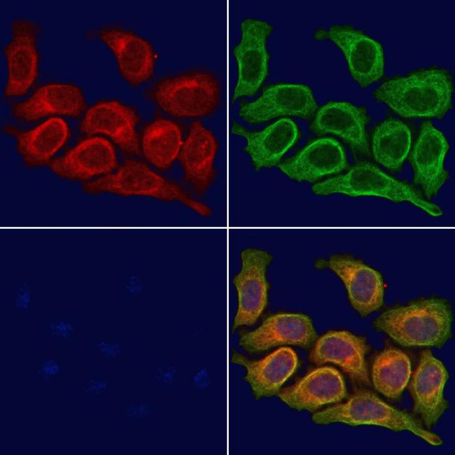 GPR37L1 Antibody in Immunocytochemistry (ICC/IF)