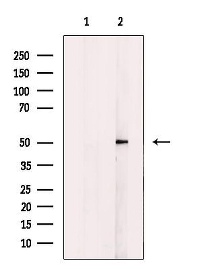 HRH3 Antibody in Western Blot (WB)